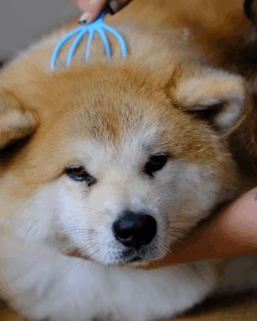 massage bien être chien Hyères